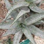 Aloe ferox Folha