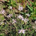 Dianthus broteri 花
