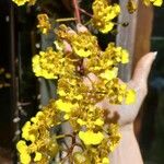 Trichocentrum cebolleta Kwiat