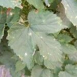 Humulus lupulus Ліст