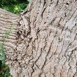 Populus x canadensis Coajă