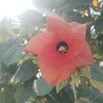 Hibiscus tiliaceus Цветок