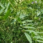 Galega officinalis Blad