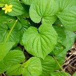 Viola glabella Hostoa
