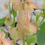 Rumex vesicarius Fruit