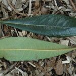 Pittosporum confertiflorum