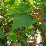 Dombeya burgessiae Лист