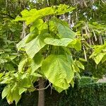 Catalpa ovata ഇല