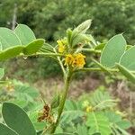 Senna obtusifolia Blodyn