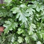 Acanthus mollis Облик