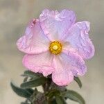 Cistus parviflorus Flor