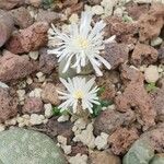 Lithops karasmontana Leaf