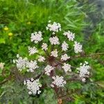 Oenanthe crocata Цветок
