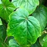 Begonia formosana Leaf