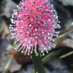 Helonias bullata 花