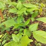 Aegle marmelos Leaf