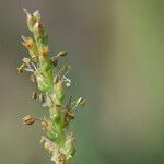 Plantago eriopoda Květ