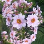 Primula japonica Kwiat