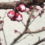 Prunus armeniacaFloare