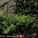 Asplenium cuneifolium Tervik taim