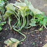 Cucurbita pepo Hábito