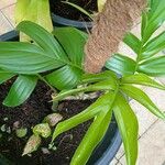 Monstera dilacerata Fulla