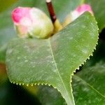 Camellia sasanqua Lehti