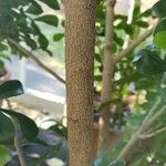 Aglaia odorata പുറംതൊലി