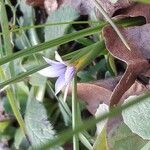 Romulea columnae Blatt