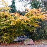 Parrotia persica Tervik taim