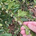 Sarcococca ruscifolia Цвят