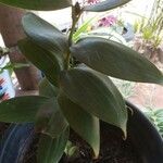 Ruscus hypophyllum Leaf