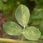 Lespedeza hirta Leaf