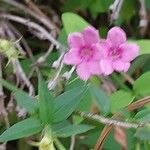 Jasminum beesianum Bloem