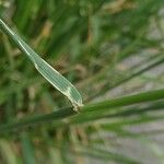 Lolium arundinaceum Blatt