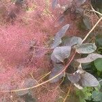 Cotinus obovatus পাতা