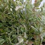Euphorbia tithymaloides Deilen