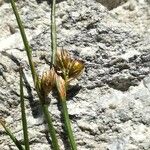 Juncus filiformis Květ