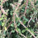 Amaranthus albus Blatt