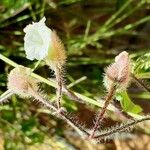 Merremia aegyptia Blomma