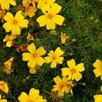 Tagetes tenuifolia Fula