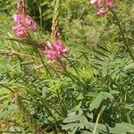 Onobrychis arenaria Flor
