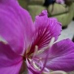 Bauhinia variegataFlower