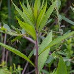 Vernonia missurica Habitus