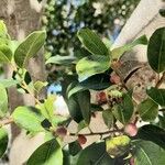 Ficus rubiginosa Levél
