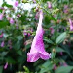 Strobilanthes hamiltonianus Flower