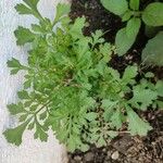 Lepidium sativum Blatt