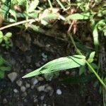 Digitaria ciliaris Blatt