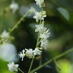 Grossera paniculata Flower
