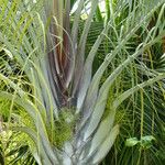 Dypsis decaryi Ліст